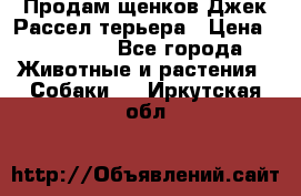 Продам щенков Джек Рассел терьера › Цена ­ 25 000 - Все города Животные и растения » Собаки   . Иркутская обл.